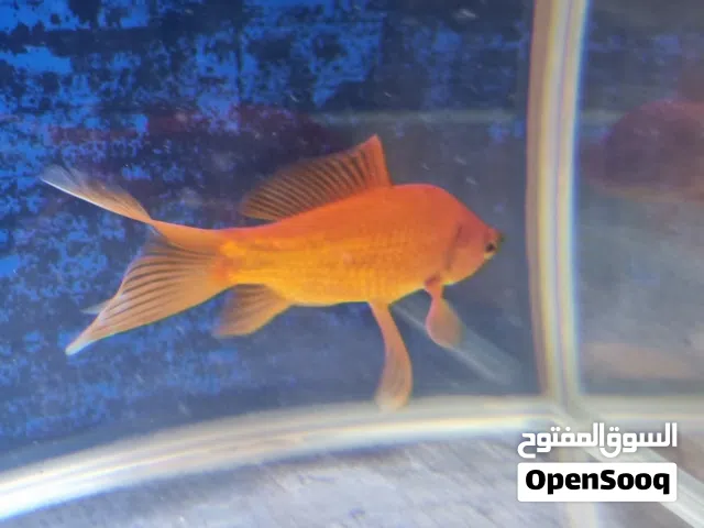 حمراء بالكامل FULL RED