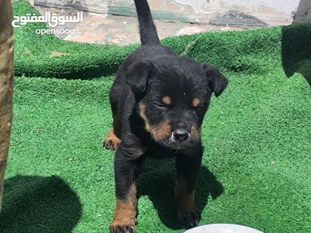 روت وايلر ا