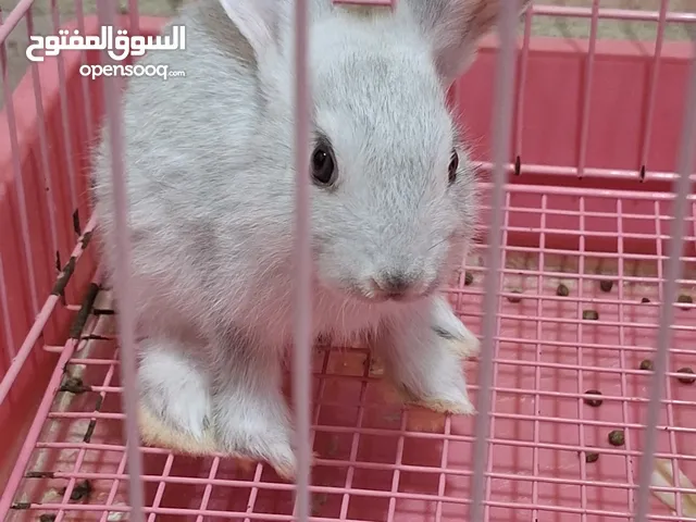 I will sell it with the cage