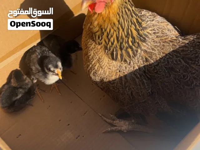 دجاجه ربي يبارك