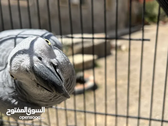 ببغاه كاسكو
