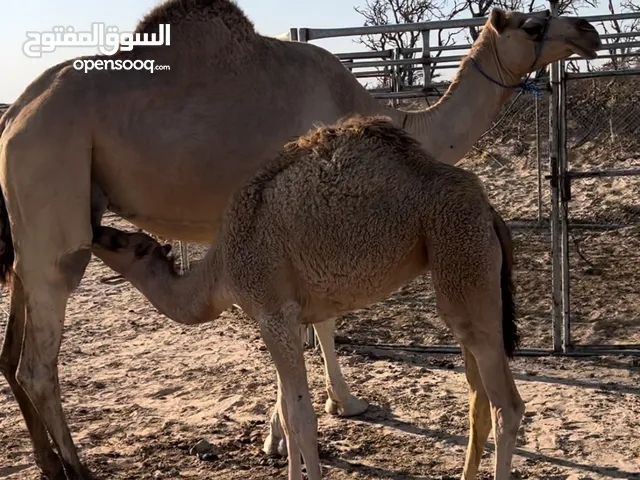 ناقه عزوف الأب بنت شاهين الام من السمحات الناقه طيبه امورهي طيبه وراهيه