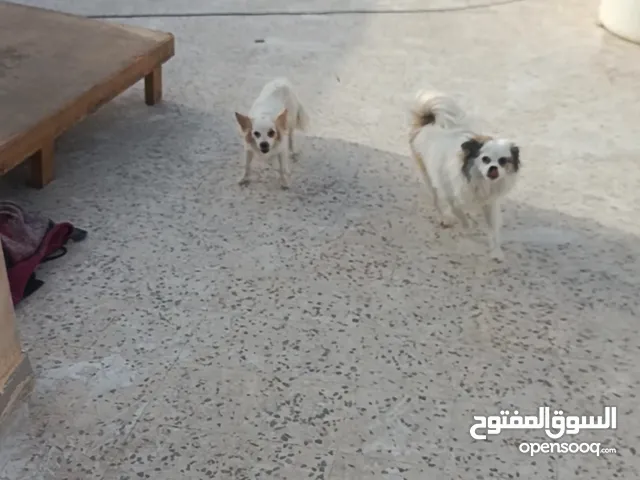 كلب بورمينين عمرو 10 اشهر وكلبه فوكس لولو عمرها سنتين وخمس جراو عمرهم ثلث اسابيع قريب الشهر