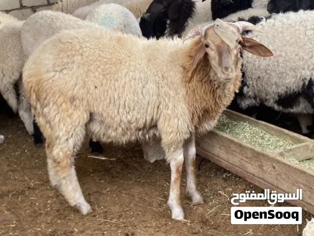 خروف للبيع 1800