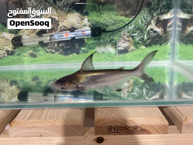 قرش فرعوني