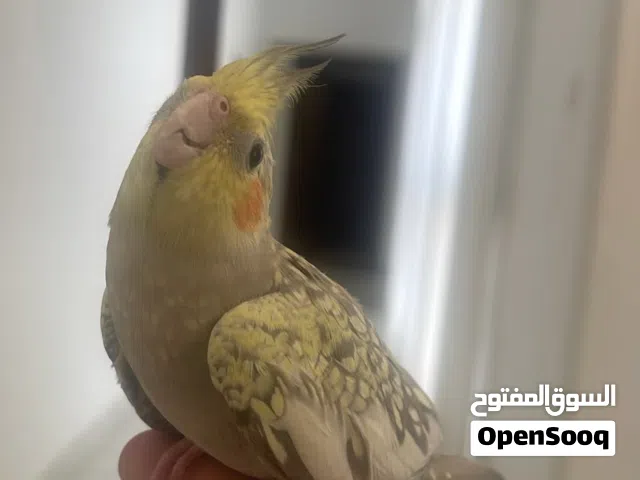 للبيع انثى كوكتيل منتجة واليفة