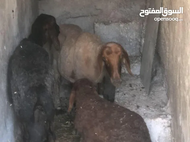 للبيع كوم في ناطفه
