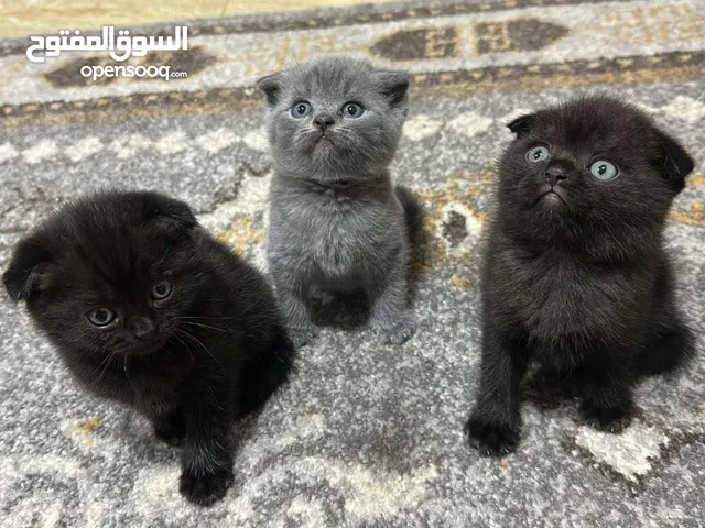 قطط سكوتش فولد للبيع