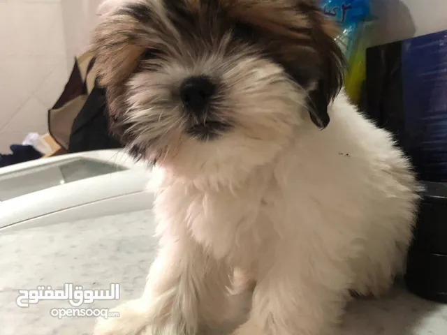 Puppy for Sale