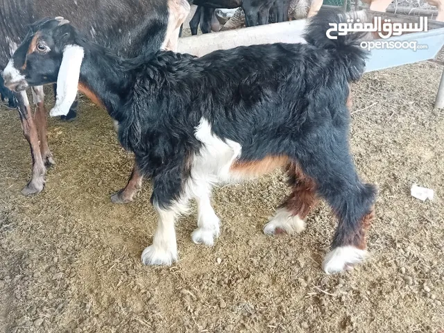 4 month 4 month