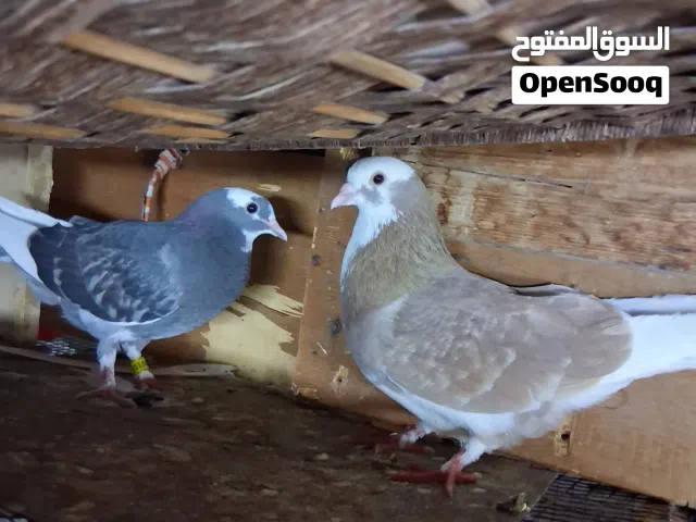 طبات وزوج برمنجهام وزوج ايراني ب5