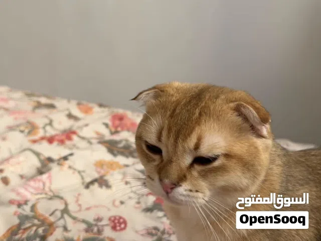 Scottish Fold Male – Golden Shaded NY12