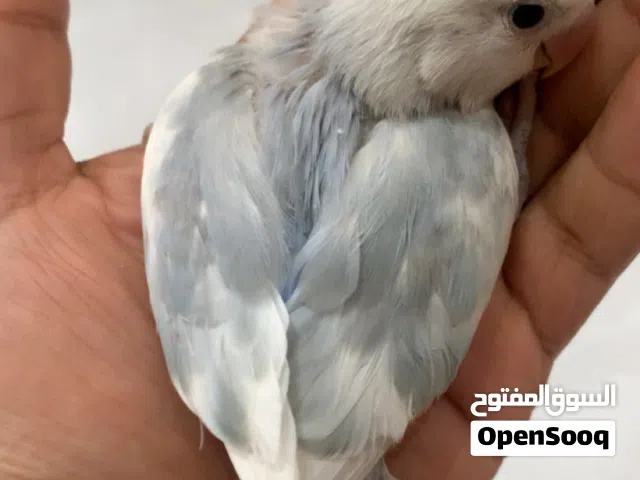 فروخ روز اليفه