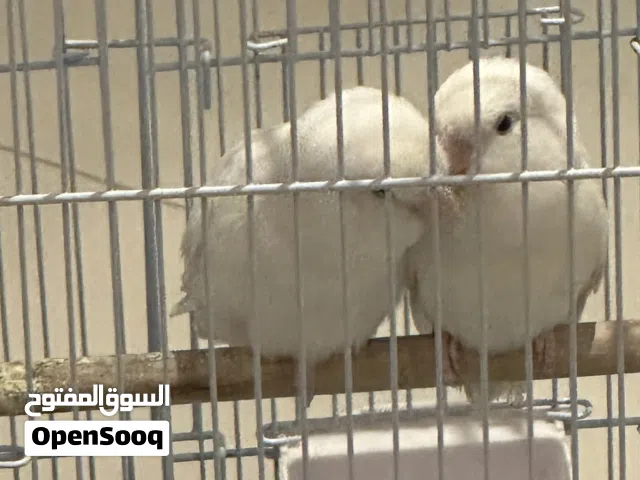 جوز طيور الروز ألبينو مو اليف جاهز للبيع السعر قابل للتفاوض