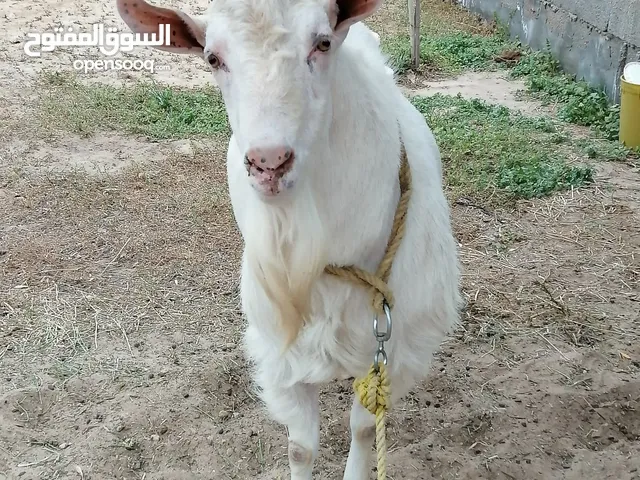 جدي فرنسي اصلي