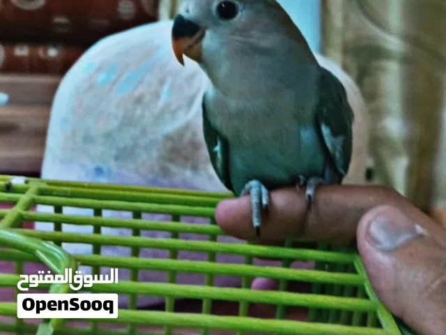 روز لترويض العمر شهر او شهر ونصف
