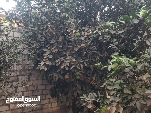 شجر فواكه طرح