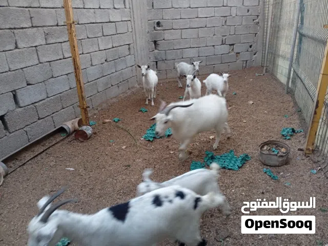 ماعز نوع قطري للبيع شوف الوصف