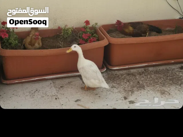 ديك ودجاجة بياضة وبطة بياضة