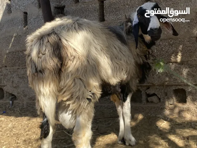 كبش كشميري