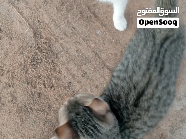 قطط لتبني عمر شهرين