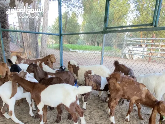 ماعز للبيع من مزرعة البركة - توصيل مجاني عند شراء 5 فما فوق