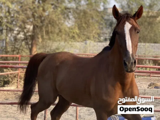 مخصي للبيع