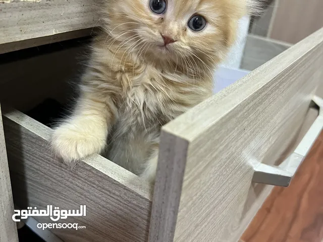 قطط ذكر وانثى عمر شهرين عيون زرقاء male and female cat