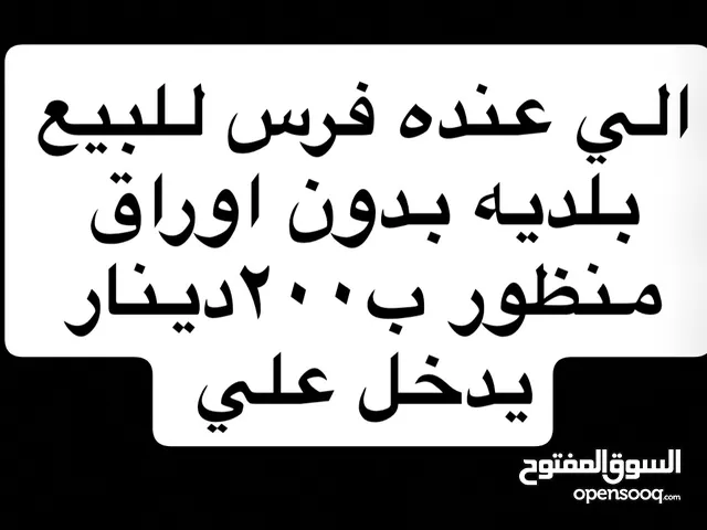 فرس بدون اوراق