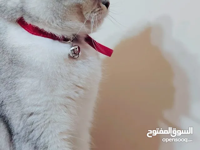 قطة سكوتش فولد اسكتلندية عمرها سنة