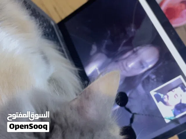 بزونه نضيفه وملقحه