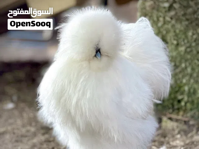 متوفر بيض للتفقيس لسلالة السلكي القطني