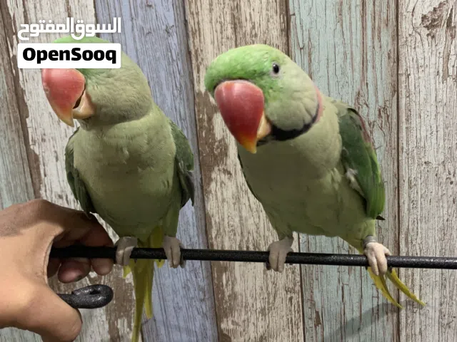 Neplai parrots