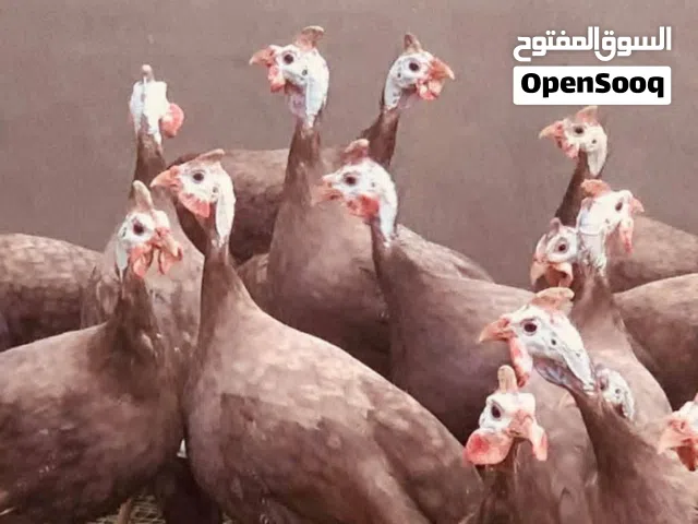 متوفر افراخ قبج احمر الزوج