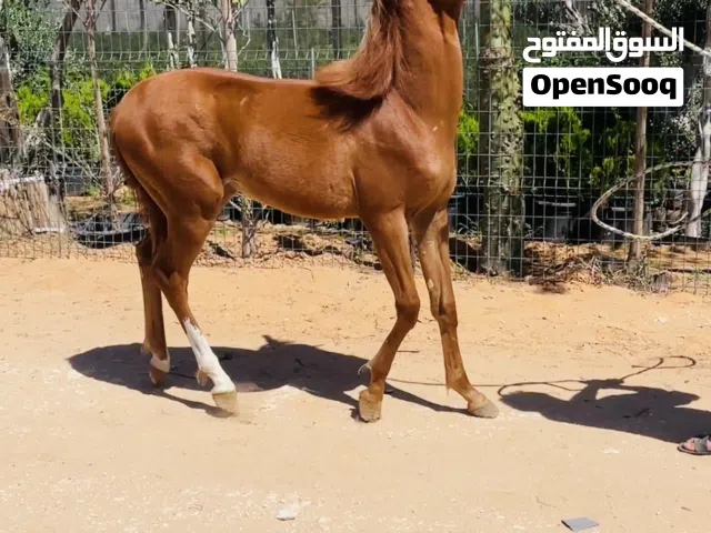 فلوه دمها 87