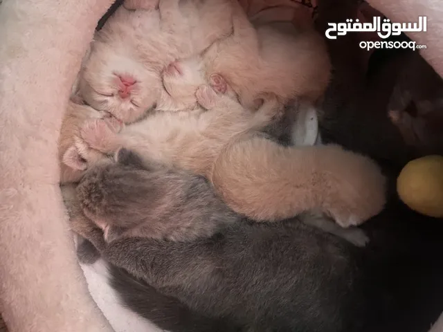 اغراض للقطط