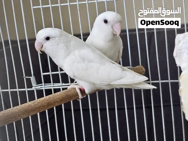 جوزين روز البينو منتجات عيون حمر