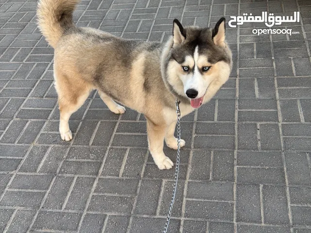 هاسكي سيبيري.