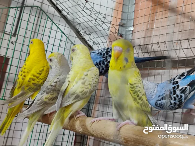 عرض للبيع زوجين فالوا وزوج اناث تركيبه بسعر عرطه