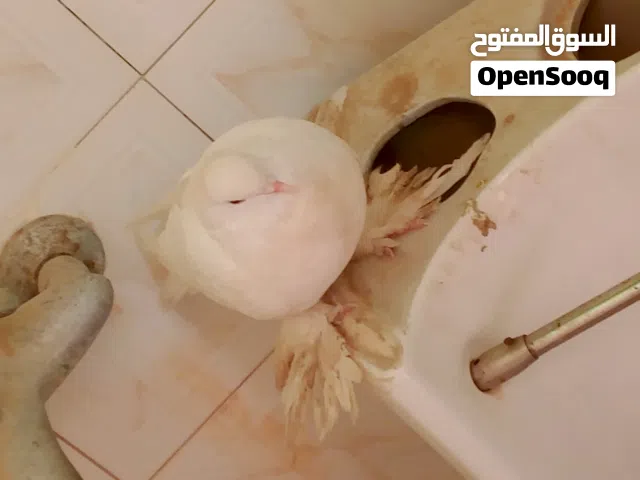 حمام مخلط للبيع صحتهم الله يبارك نوع شقلاب وهزاز وفيهم طرف فرادي حجمهم غليض