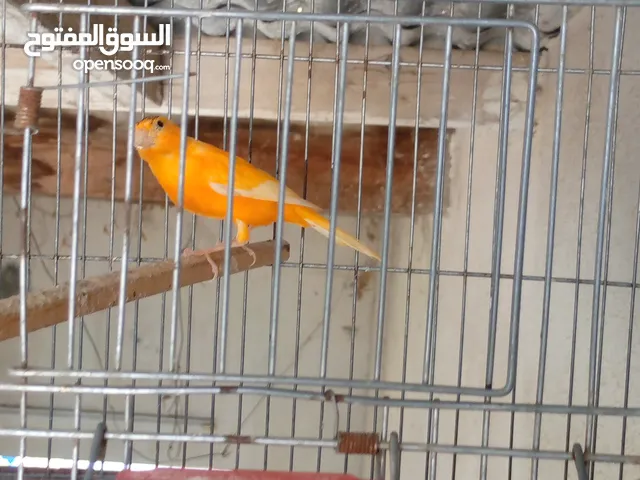 4فحل جاهز بعدهم ما  شتغلوا