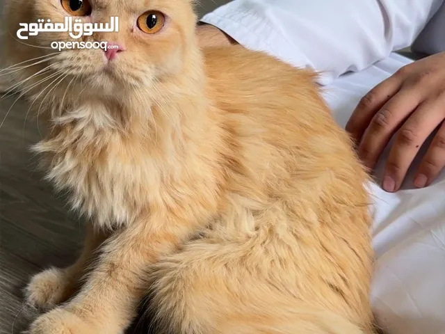 قطه شيرازي النوع ذكر