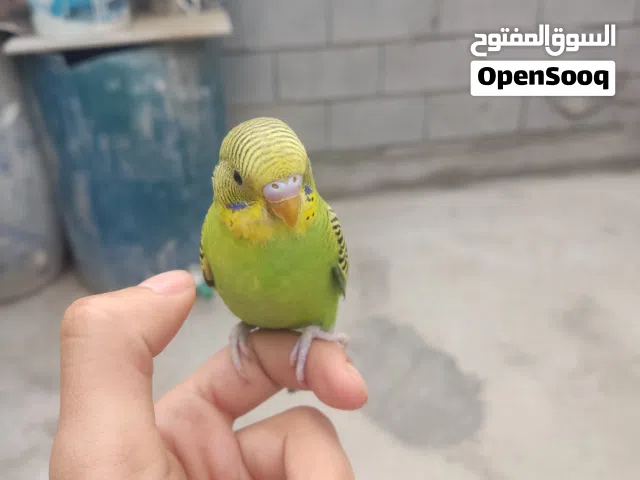 طير حب أليف اقره وصف
