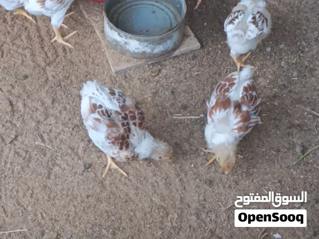 كتكوت ون دوت عمر شهر