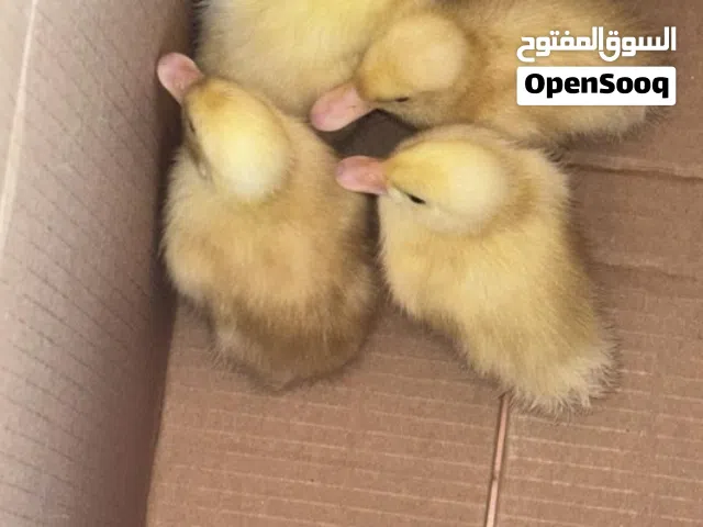 بط صغير  أرنب صغير سلحفاه