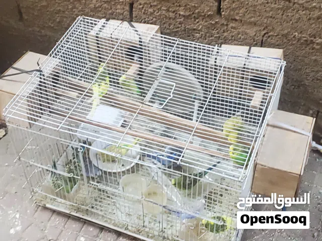 طيور كناري العدد 14 طير