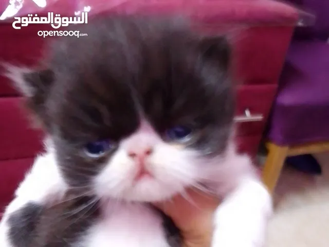 متاح ولد باندا بلاك وايت زرار مستوى توب أطرف قصيرة متعود على أكل البيت ولعوب مطعم حشرات وديدان