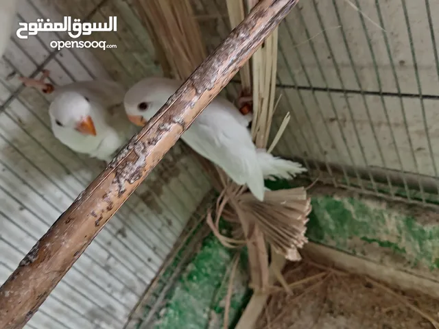 بعد الصلاه ع النبي يوجد مجموعة طيور روز البينو وألوان طفرات بتجنن طيور حلوه اقرأ التفاصيل في الوصف