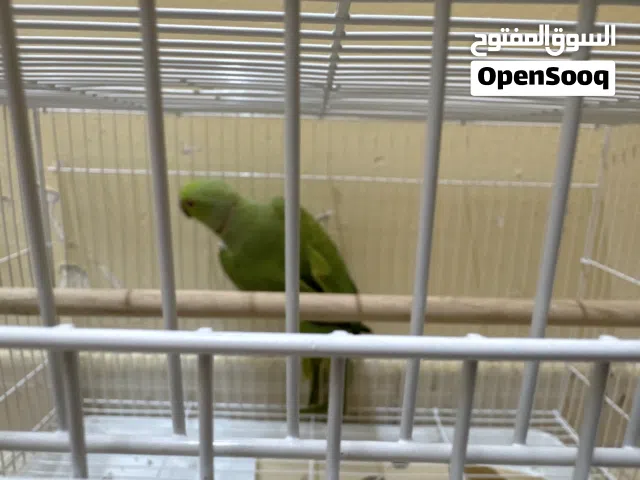 ببغاء عمرة ست اشهر صغير يتحرك ويحب يلعب بالقفص بس اكثر برا القفص صحتة حديد مع اكلة