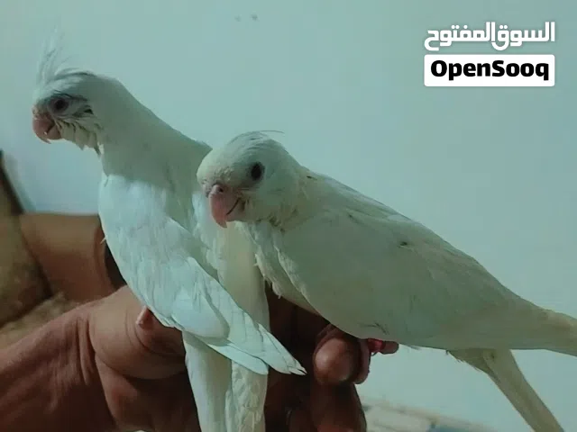 زوج البينو محلقات عراقي أقره الوصف لمراوس
